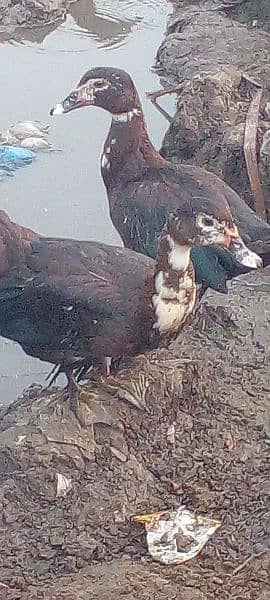 Black Duck Young Pair 12