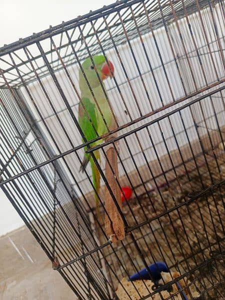 Raw parrot. For sale serious buyer contact. 3