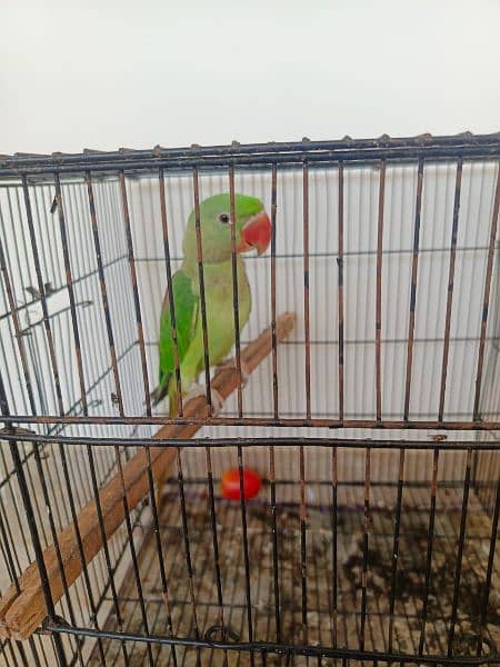 Raw parrot. For sale serious buyer contact. 4