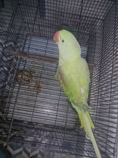 Raw parrot handtam with cage