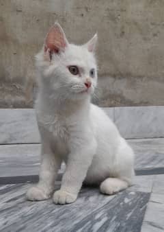 Male cat Turkish van