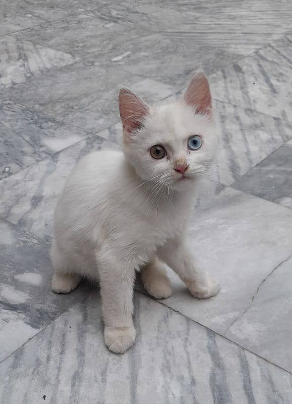 Male cat Turkish van 1