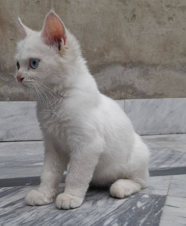 Male cat Turkish van 2