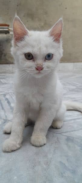 Male cat Turkish van 3