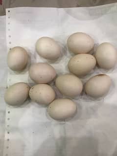 Heera Egg For sale