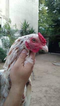 Male patha pathi available healthy and active home breed