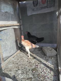 2 hens for sale , black hen ( egg laying )