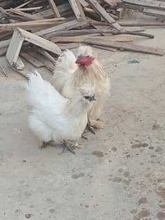 White silkie