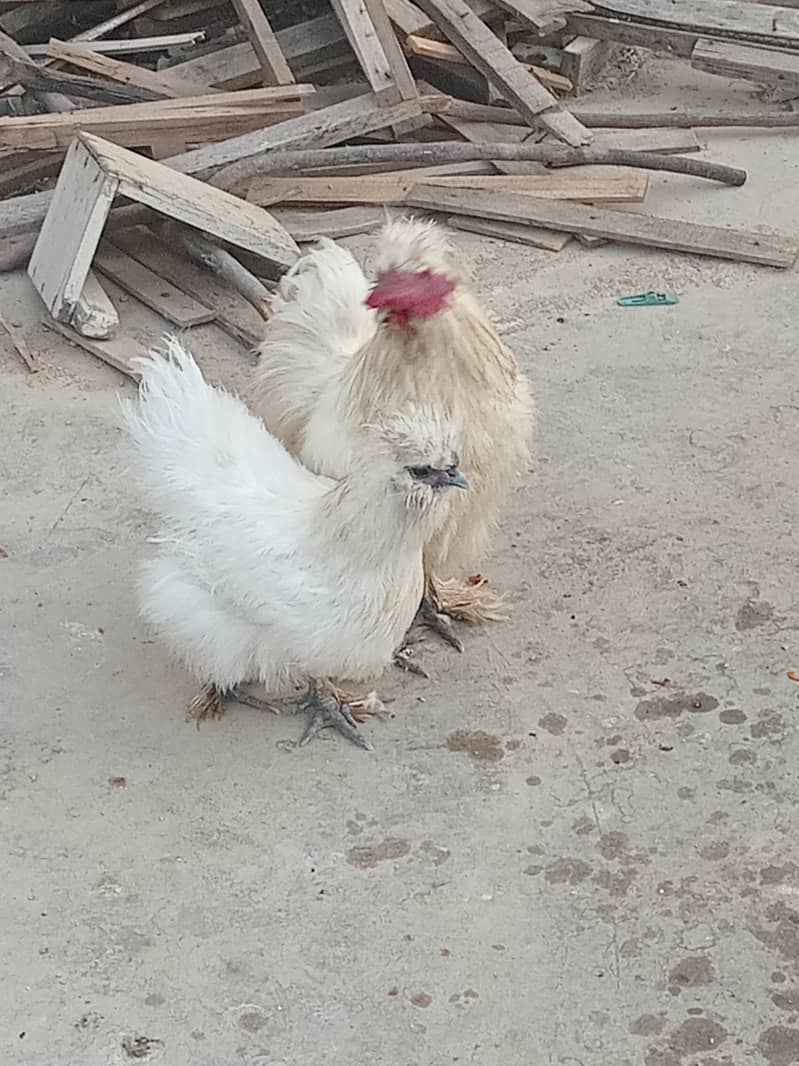 White silkie 0