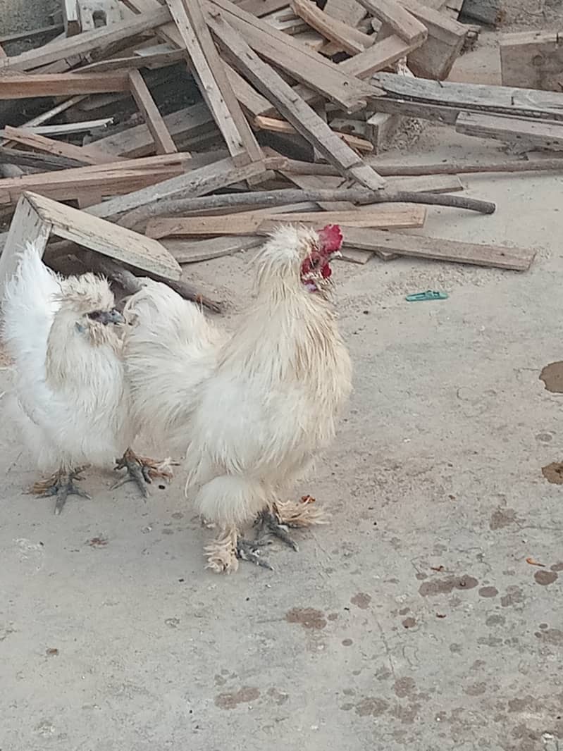 White silkie 1