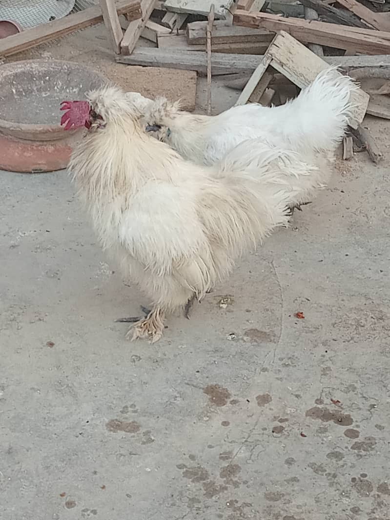 White silkie 2