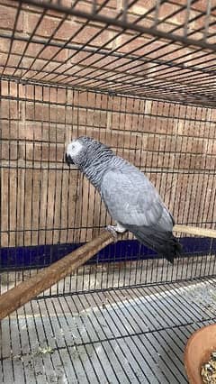 African Grey Parrot