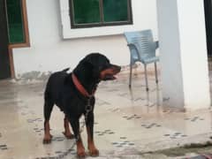 Rottweiler female dog