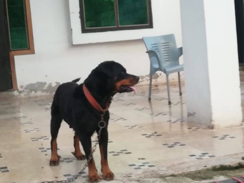 Rottweiler female dog 0