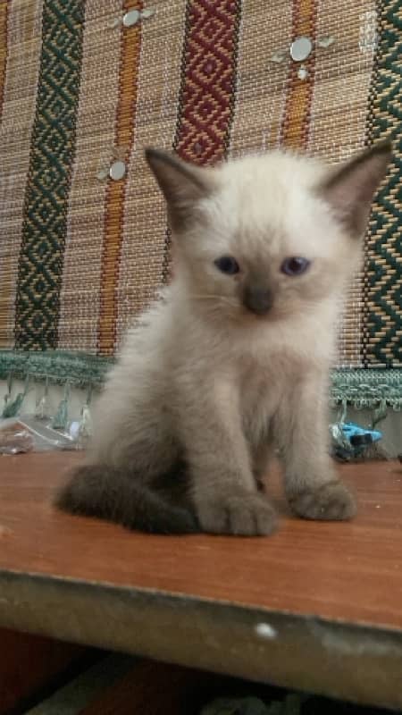 siamese kitten 1