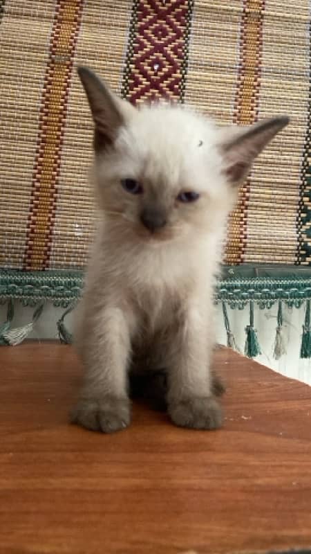 siamese kitten 2