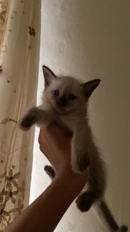 siamese kitten 3