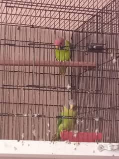 Plum Head Parakeets