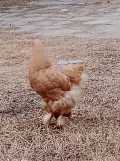 golden heavy buff egg laying female