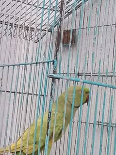 talking parrot