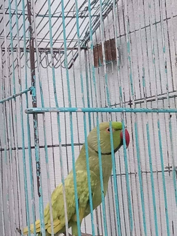 talking parrot 1