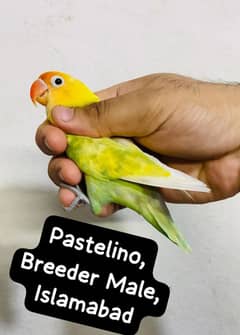 Lovebirds / Love Birds Parblue Pastelino Breeder Male