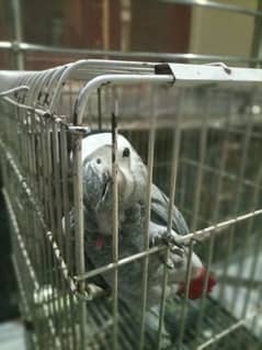 African Grey Parrot For sale