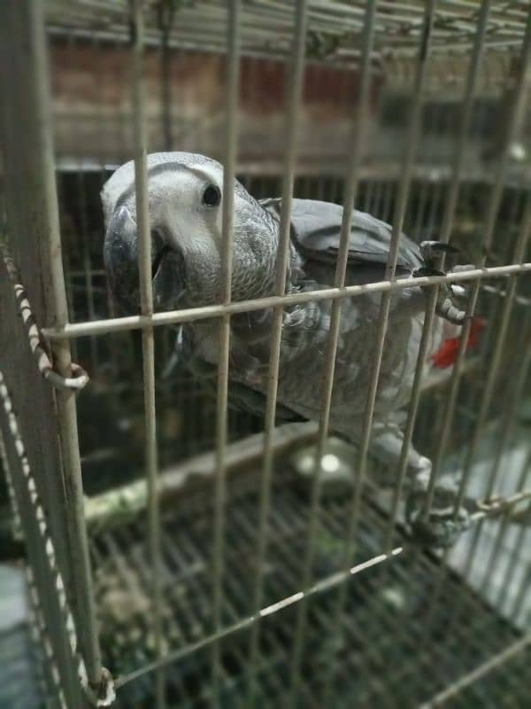 African Grey Parrot For sale 1