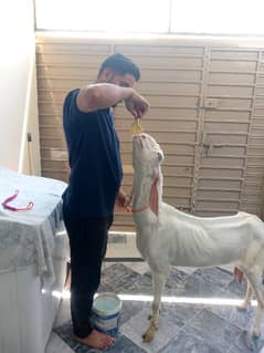 selling Rajan pur goat 0313-5988740 please contact