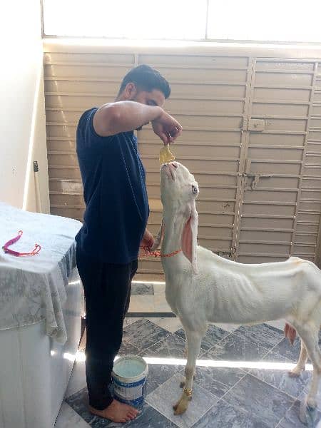 selling Rajan pur goat 0313-5988740 please contact 0