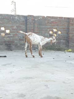 DESI MAKKI CHENI BAKRI (PATH)FOR SALE