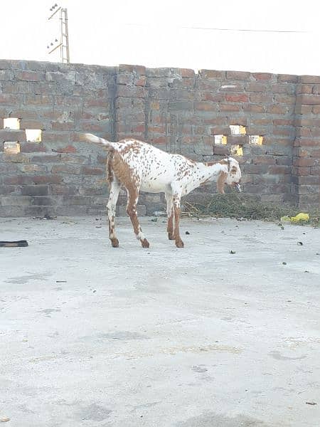 DESI MAKKI CHENI BAKRI (PATH)FOR SALE 0