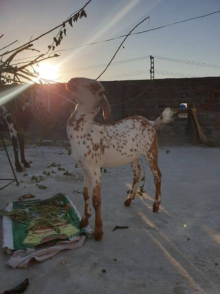 DESI MAKKI CHENI BAKRI (PATH)FOR SALE 1