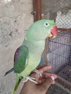 Parrot