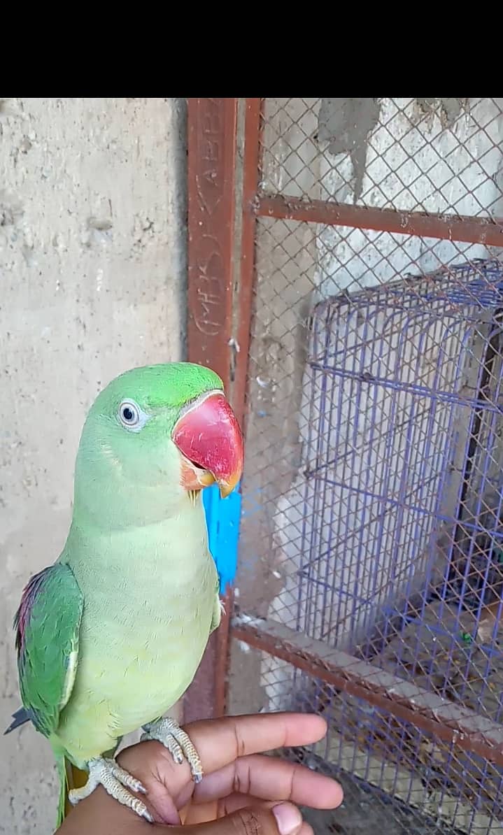 Parrot 1