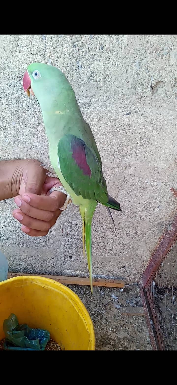 Parrot 2