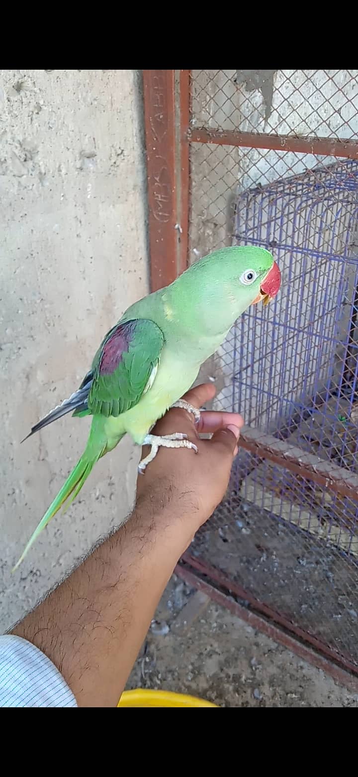 Parrot 3