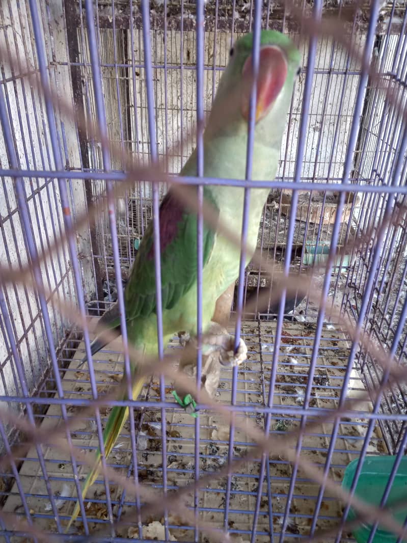 Parrot 4