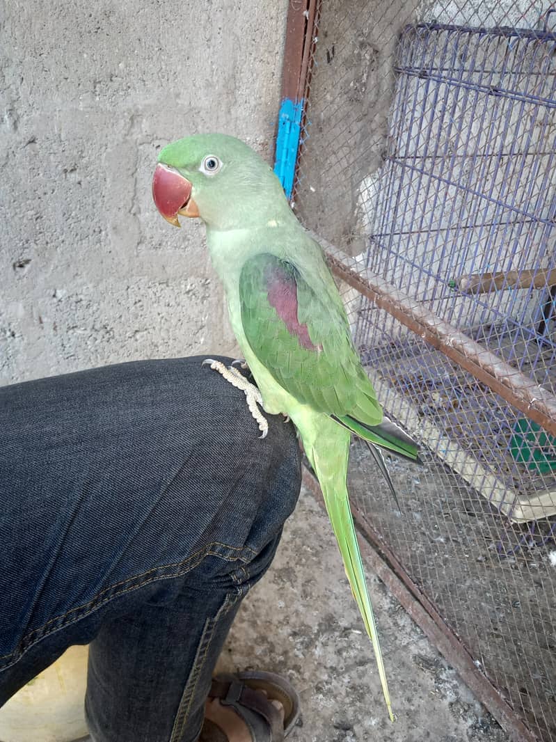 Parrot 5