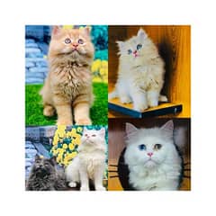 Persian hamalian british punch face piki face cat's and kitten's 0