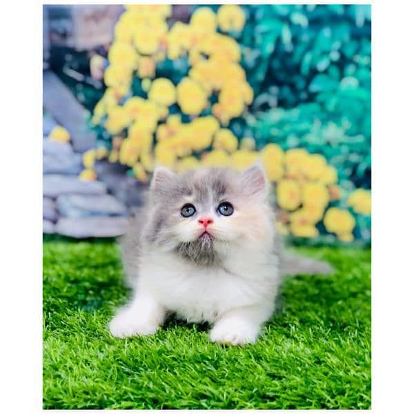 Persian hamalian british punch face piki face cat's and kitten's 1