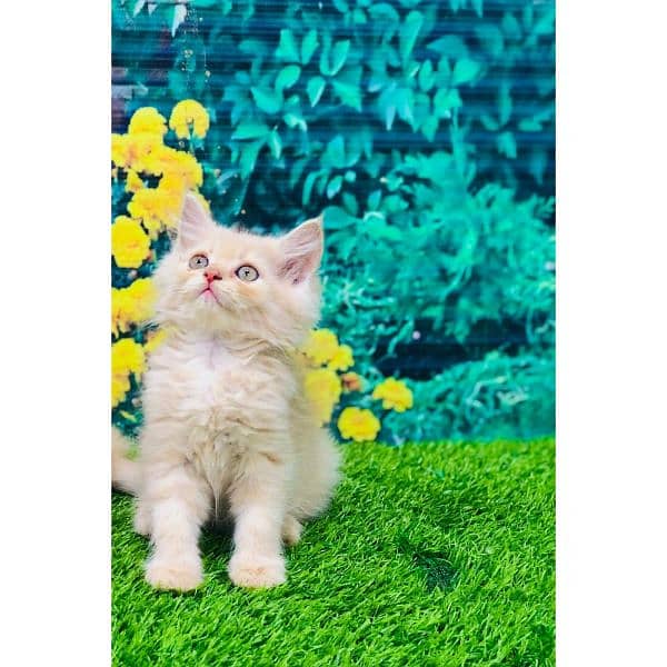 Persian hamalian british punch face piki face cat's and kitten's 2