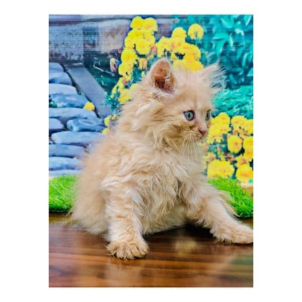 Persian hamalian british punch face piki face cat's and kitten's 6