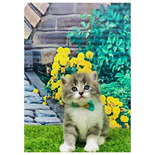 Persian hamalian british punch face piki face cat's and kitten's 16