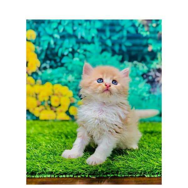 Persian hamalian british punch face piki face cat's and kitten's 18