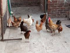 egg laying hens Desi Andy wali murgiyan or breeder murgay