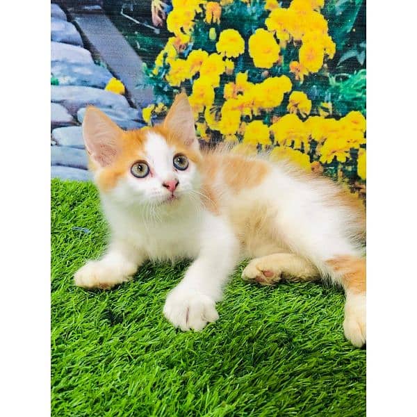 Persian hamalian british punch face piki face cat's and kitten's 2