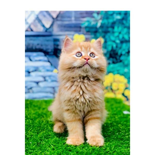 Persian hamalian british punch face piki face cat's and kitten's 9