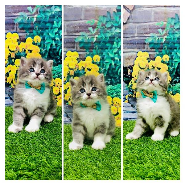 Persian hamalian british punch face piki face cat's and kitten's 10