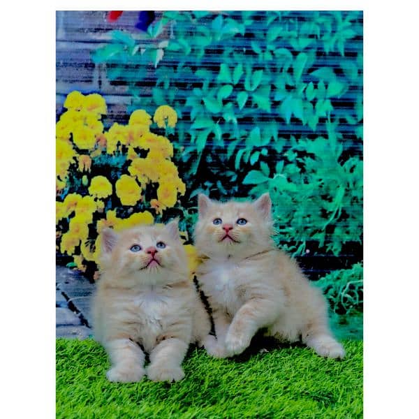 Persian hamalian british punch face piki face cat's and kitten's 15